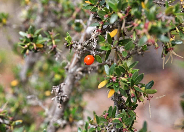Tasmanian Alpine Plants Rubiaceae